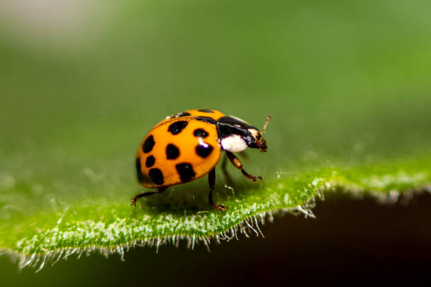 istock Macro photo. Small red-orange ladybug. Soft and blurred background 1285782679