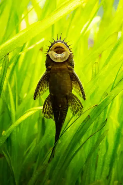 Photo of Ancistrus species longfin Bushymouth catfish on aquarium glass