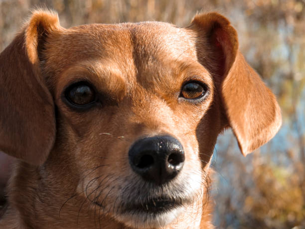 istock Red dog mongrel on the shore of a forest lake 1285782964