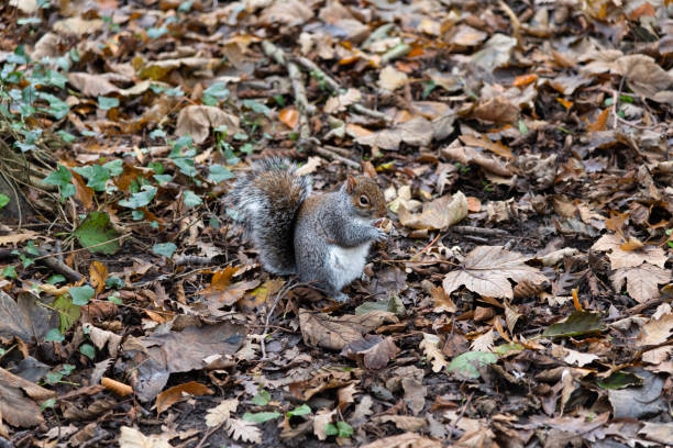 A squirrel surrounded by fallen autumn leaves