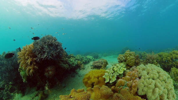 istock Coral reef and tropical fish. Philippines 1285783926
