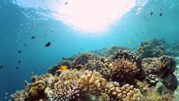 istock Coral reef and tropical fish underwater. Philippines 1285784170