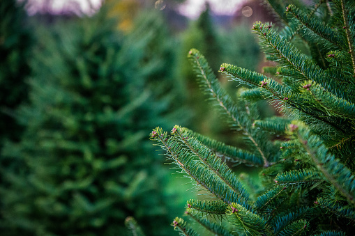 Christmas tree farm at sunset.