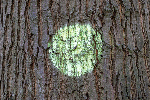 tree bark with a green dot made of spray paint, outdoors