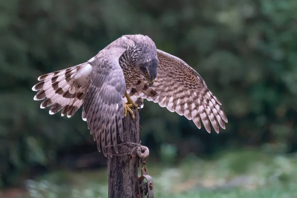 istock Northern Goshawk (Accipiter gentilis) on a fence post 1285786525