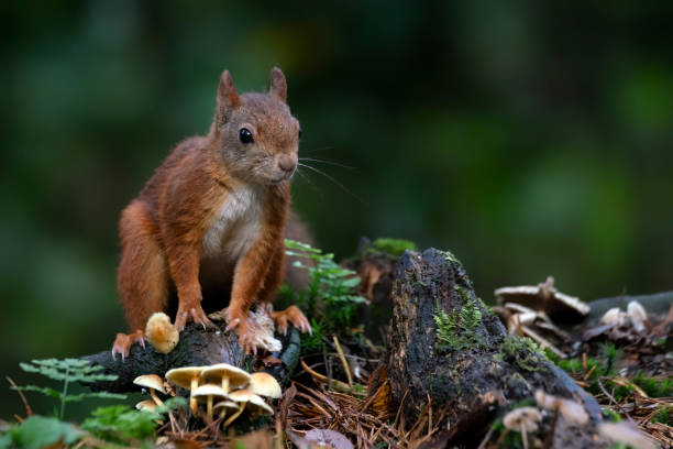 istock Cute Red Squirrel (Sciurus vulgaris) in an autumn forest. 1285786542