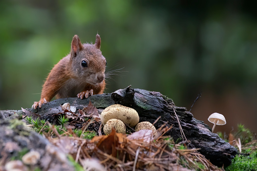 Cute Red Squirrel (Sciurus vulgaris) in an autumn forest. Autumn day in a deep forest in the Netherlands.