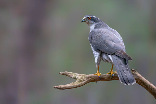 istock Beautiful Northern Goshawk juvenile (Accipiter gentilis) on a branch 1285786590