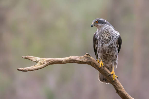 schöne nordhabger juvenile (accipiter gentilis) auf einem ast - kestrel hawk beak falcon stock-fotos und bilder