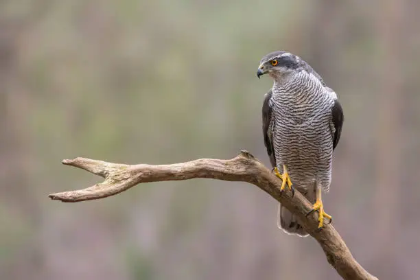 Photo of Beautiful Northern Goshawk juvenile (Accipiter gentilis) on a branch