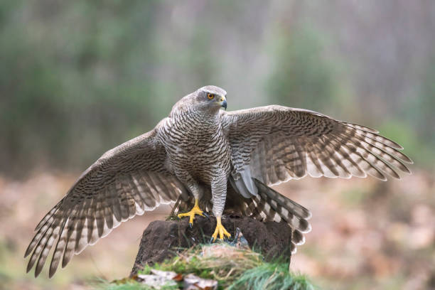 Adult of Northern Goshawk (Accipiter gentilis) on a branch Adult of Northern Goshawk (Accipiter gentilis) on a branch with a prey in the forest of Noord Brabant in the Netherlands. galapagos hawk stock pictures, royalty-free photos & images