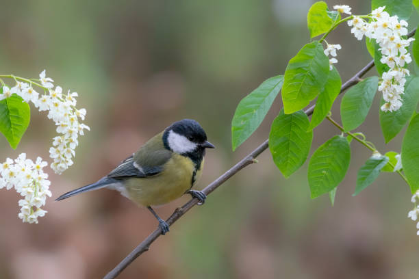 istock Great Tit (Parus major) on a branch with white flowers 1285787170