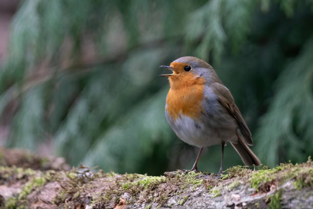istock European Robin (Erithacus rubecula) on a branch 1285787173