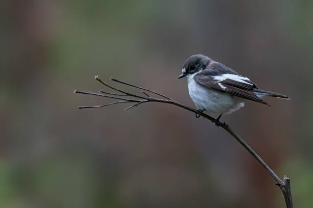 istock European Pied Flycatcher (Ficedula hypoleuca) on a branch 1285787177