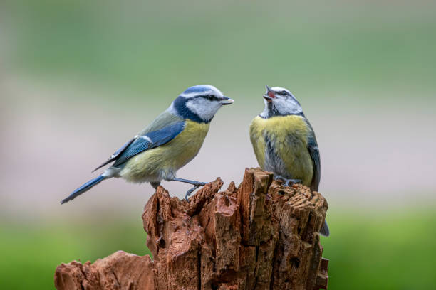 istock Eurasian Blue Tit (Cyanistes caeruleus) feed each other on a tree trunk 1285787193