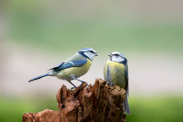 istock Eurasian Blue Tit (Cyanistes caeruleus) feed each other on a tree trunk 1285787204