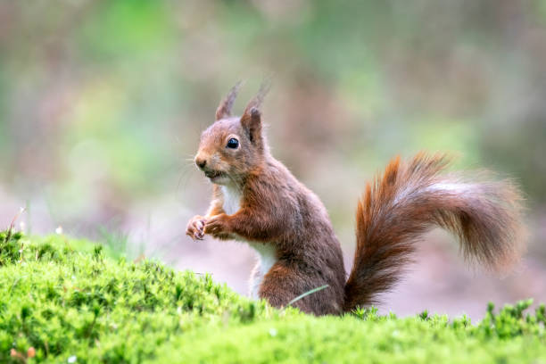 istock Curious Eurasian red squirrel (Sciurus vulgaris) in an autumn  forest 1285787215