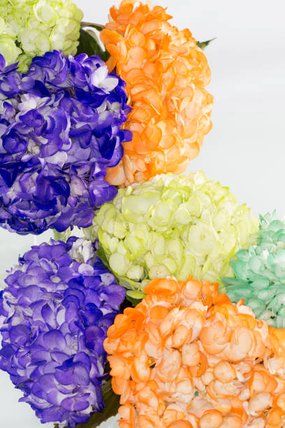 istock Hydrangea (hortensias); Arrangement of beautiful and colorful hydrangeas. 1285788779