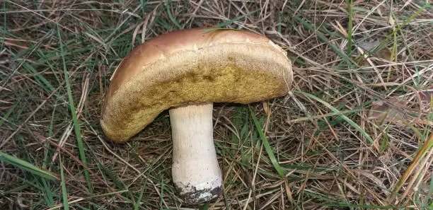 brown-cap mushroom in green grass