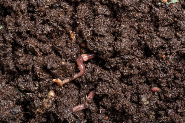 istock close up of worms on the ground 1285789047