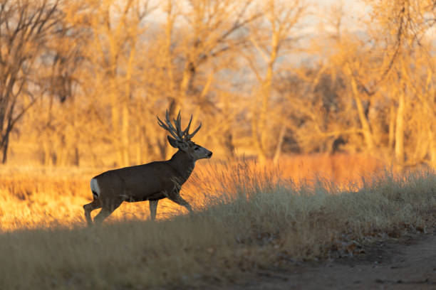 istock Mule Deer Buck in Autumn in Colorado 1285790189