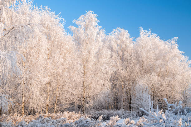 istock Winter landscape with snowy trees and blue sky 1285790276