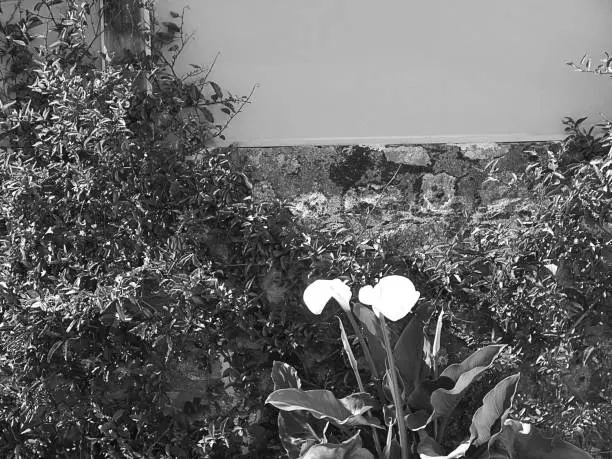 A zanthedeschia plant with her white spades ; flowers of the calla lilly group high section shooted against a dual rock and painted robust wall. Black and white 4x3 photography