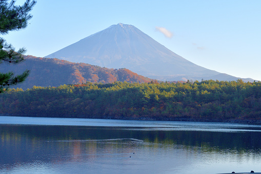 Reflection of Mt. Fuji and beautiful autumn leaf color on calm water surface of Lake Saiko, one of Fuji Five Lakes, located in Fuji-Kawaguchiko,  Yamanashi Prefecture, Japan.