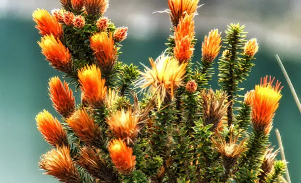 Chuquirahua (Chuquiraga jussieui) flower of Andes, is a native species of Colombia, Ecuador and Peru. Toreadora lake recreation area in Cajas National park, Ecuador