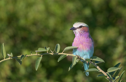Lilac-breasted roller, bird of South Africa