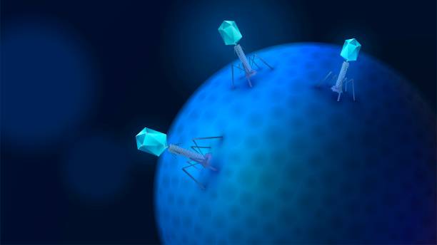 ilustrações, clipart, desenhos animados e ícones de bacteriófagos em uma célula - 3141
