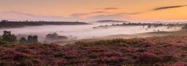 Panorama of Rockford Common in the New Forest at sunrise with mist Panorama of Rockford Common in the New Forest at sunrise with mist and heather in bloom showing purples and pink flowers new forest photos stock pictures, royalty-free photos & images