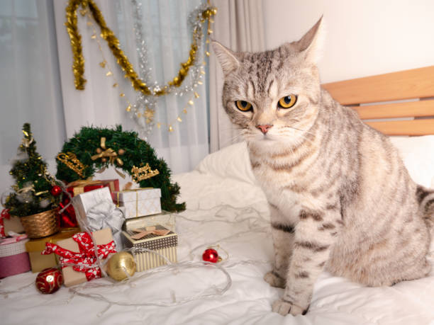 istock Cute tabby cat with Christmas ornaments on white bed in bedroom interior 1285794266