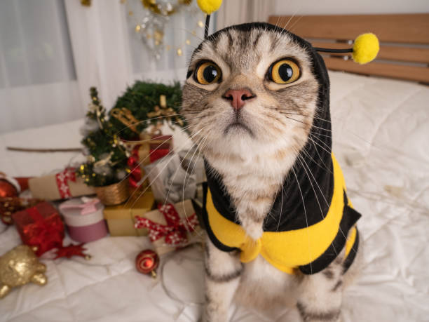 Cute tabby cat wearing yellow shirt with Christmas ornaments on white bed in bedroom interior Cute tabby cat wearing yellow shirt with Christmas ornaments on white bed in bedroom interior bee costume stock pictures, royalty-free photos & images