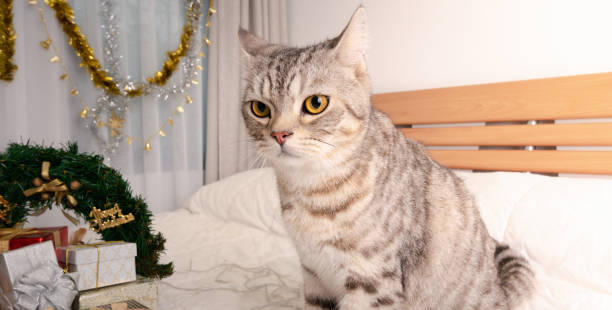 istock Cute tabby cat with Christmas ornaments on white bed in bedroom interior 1285794301