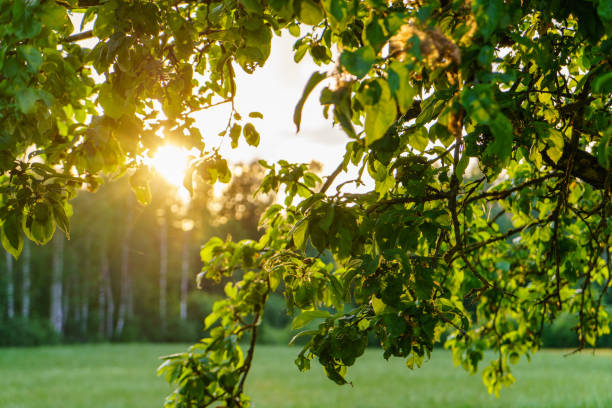 istock sunset behind apple tree in garden with sun rays 1285795673