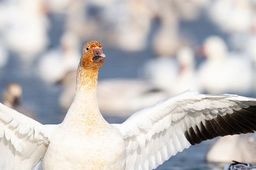 Snow goose, anser caerulescens. Bird migration.