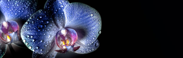 istock Blue Orchid flowers with drops close-up on a black background 1285797206