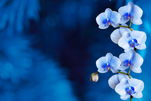 Beautiful Orchid flowers on a blue defocused background. Space for copy.