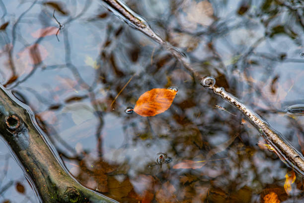 A bright orange autumn leaf which has fallen in to a lake