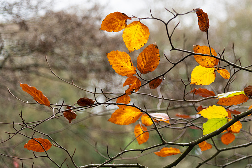 The vibrant beauty of beech leaves in autumn