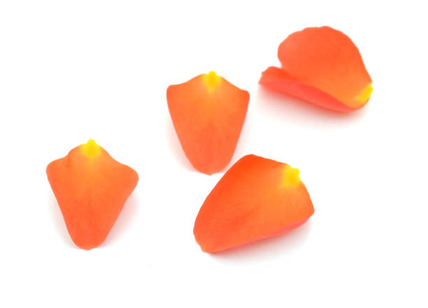 istock Rose flower petals lay down on white 1285798250