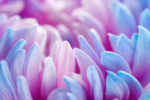 istock extreme close-up of blue petals 1285798266