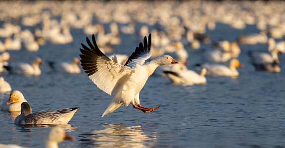 Snow goose, anser caerulescens, in flight. Bird migration.