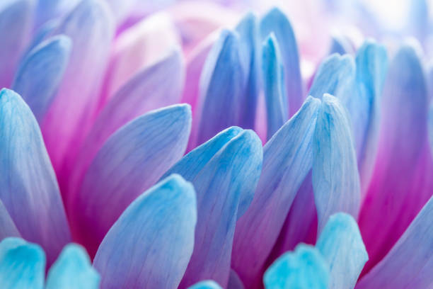 extreme close-up of blue petals macro of blue and pink chrysanthemum flower chrysanthemum photos stock pictures, royalty-free photos & images