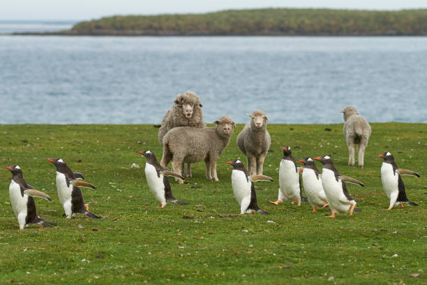 Gentoo Penguins on a sheep farm