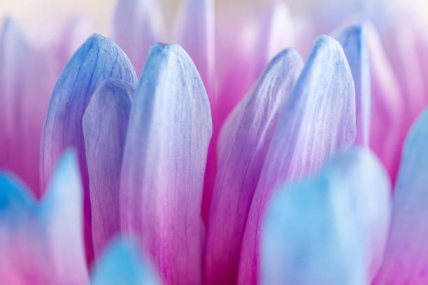 istock extreme close-up of blue petals 1285798587