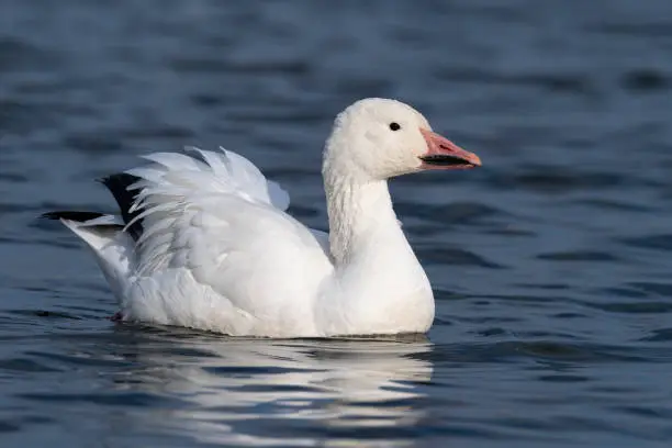 Photo of Snow goose floating on water