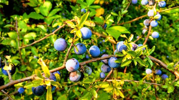 istock Bright image of ripe wild sloe berries 1285799273