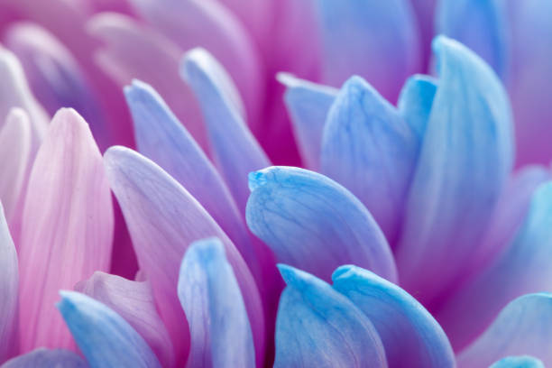 istock extreme close-up of blue petals 1285799659